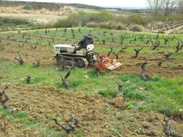 Supervisando las viñas